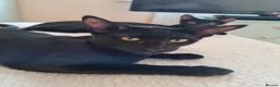 Oriental cats for sale: Oriental kittens for sale (4 ready now!) - Advert 1