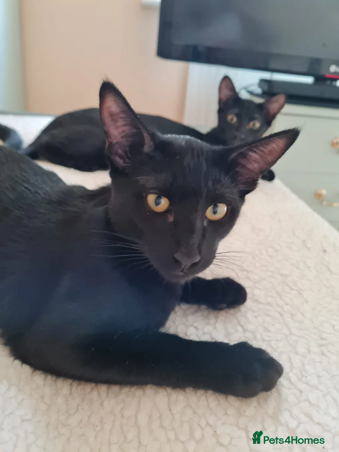 Oriental cats for sale: Oriental kittens for sale (4 ready now!) - Advert 1