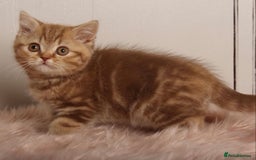 British Shorthair cats for sale: Gorgeous BSH Kittens  - Image 7