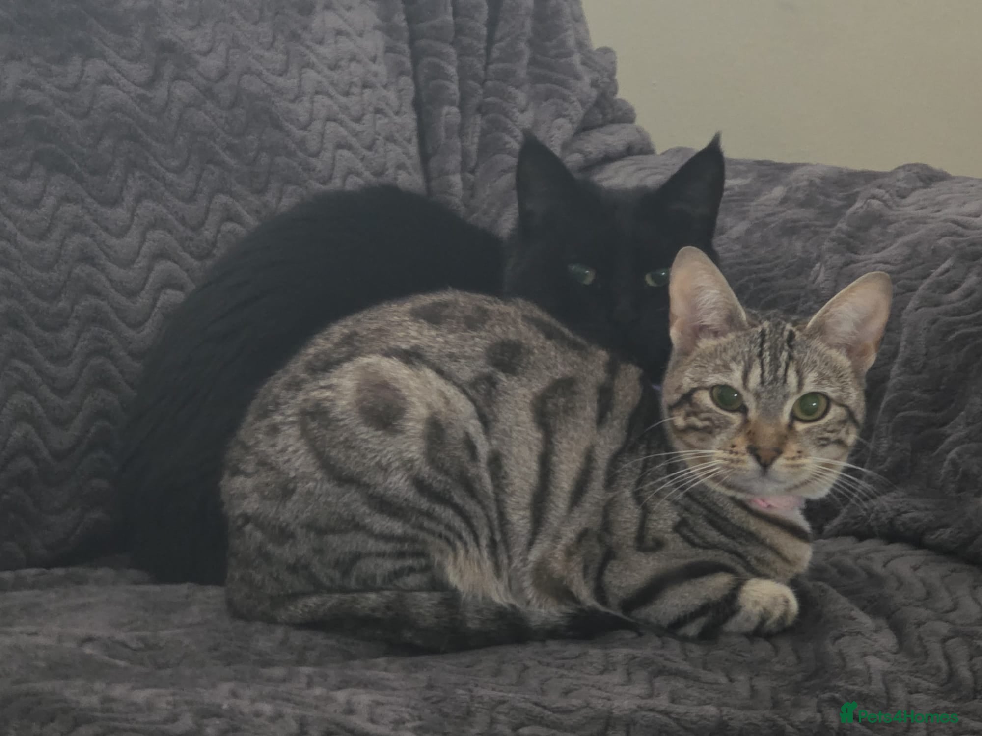 Bengal cats Female Bengal for sale  - Advert 12