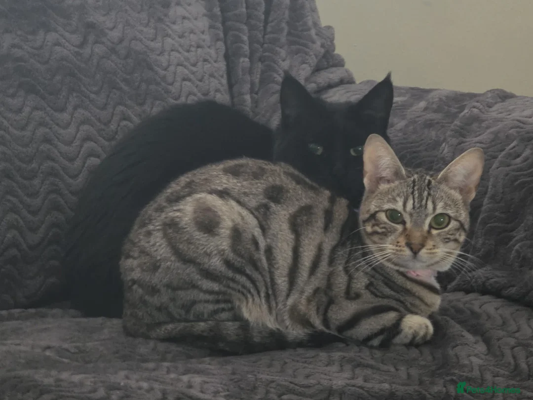 Bengal cats for sale: Female Bengal for sale  - Advert 1