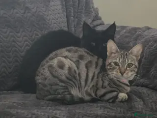 Bengal cats Female Bengal for sale - Advert 8