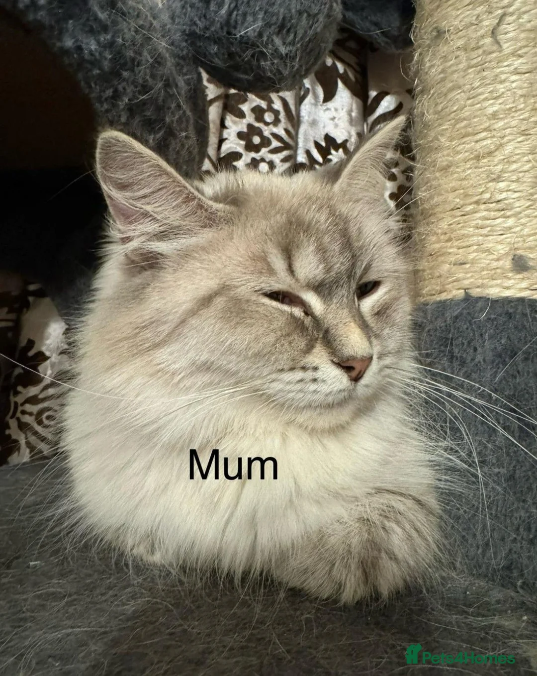 Siberian cats for sale: Pure Siberian Neva Masquerade  in Peterborough - Advert 12