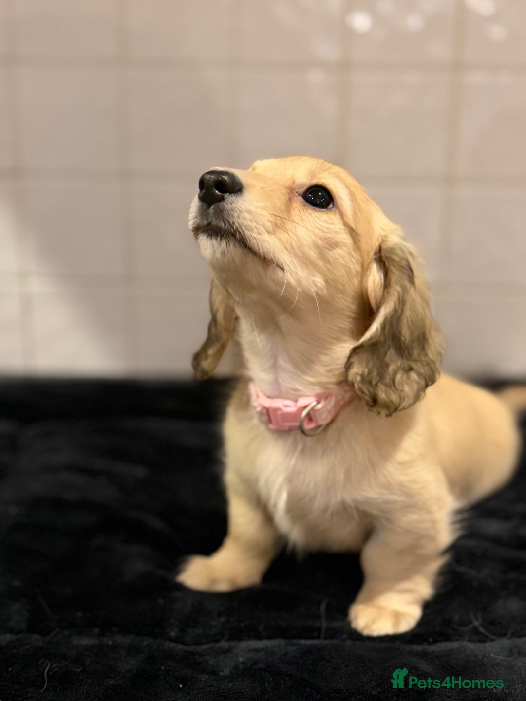 Dachshund dogs for sale: Mini long haired cream/shaded cream girls  - Advert 2