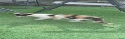 Mixed Breed cats for sale: 2 gorgeous kittens looking for their forever home  - Advert 9