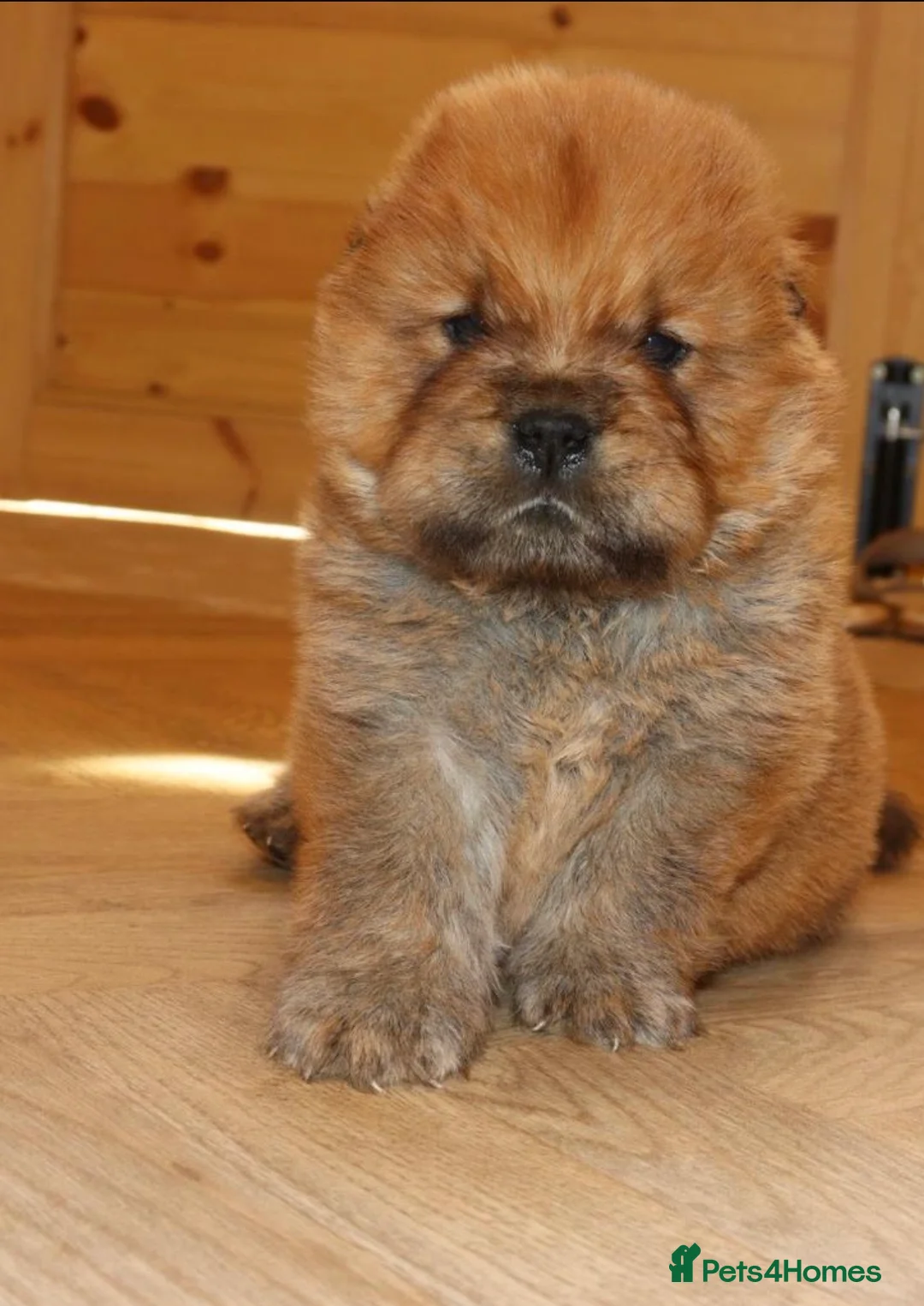 Chow Chow dogs for sale: 🧸 beautiful KC REGISTERED chow chow puppies 🧸 - Advert 2