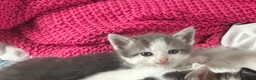 Mixed Breed cats for sale: One male grey kitten left!  - Advert 2