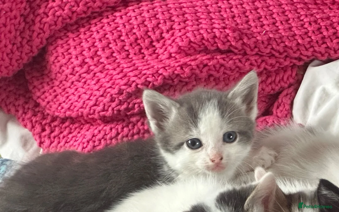 Mixed Breed cats for sale: One male grey kitten left!  - Advert 2