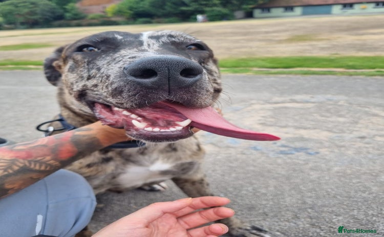 Mixed Breed dogs - Advert 7