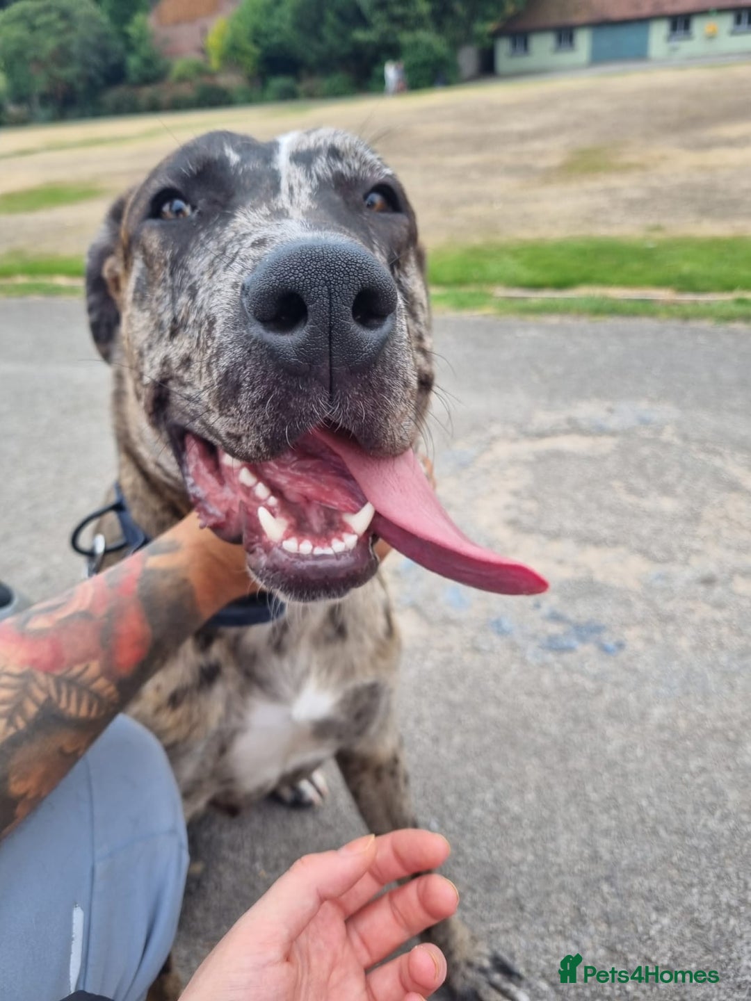 Mixed Breed dogs for sale: Beautiful Rocco looking for 5⭐️ home - Image 8