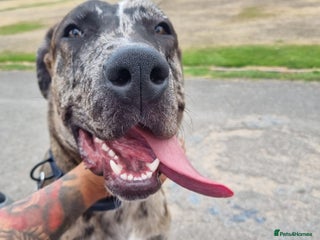 Mixed Breed dogs - Advert 26