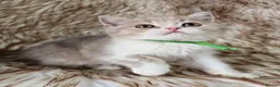 British Shorthair cats for sale: Ready now 2x Kittens Avaliable  - Advert 4