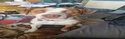 Mixed Breed dogs for sale: Chief  - Advert 8
