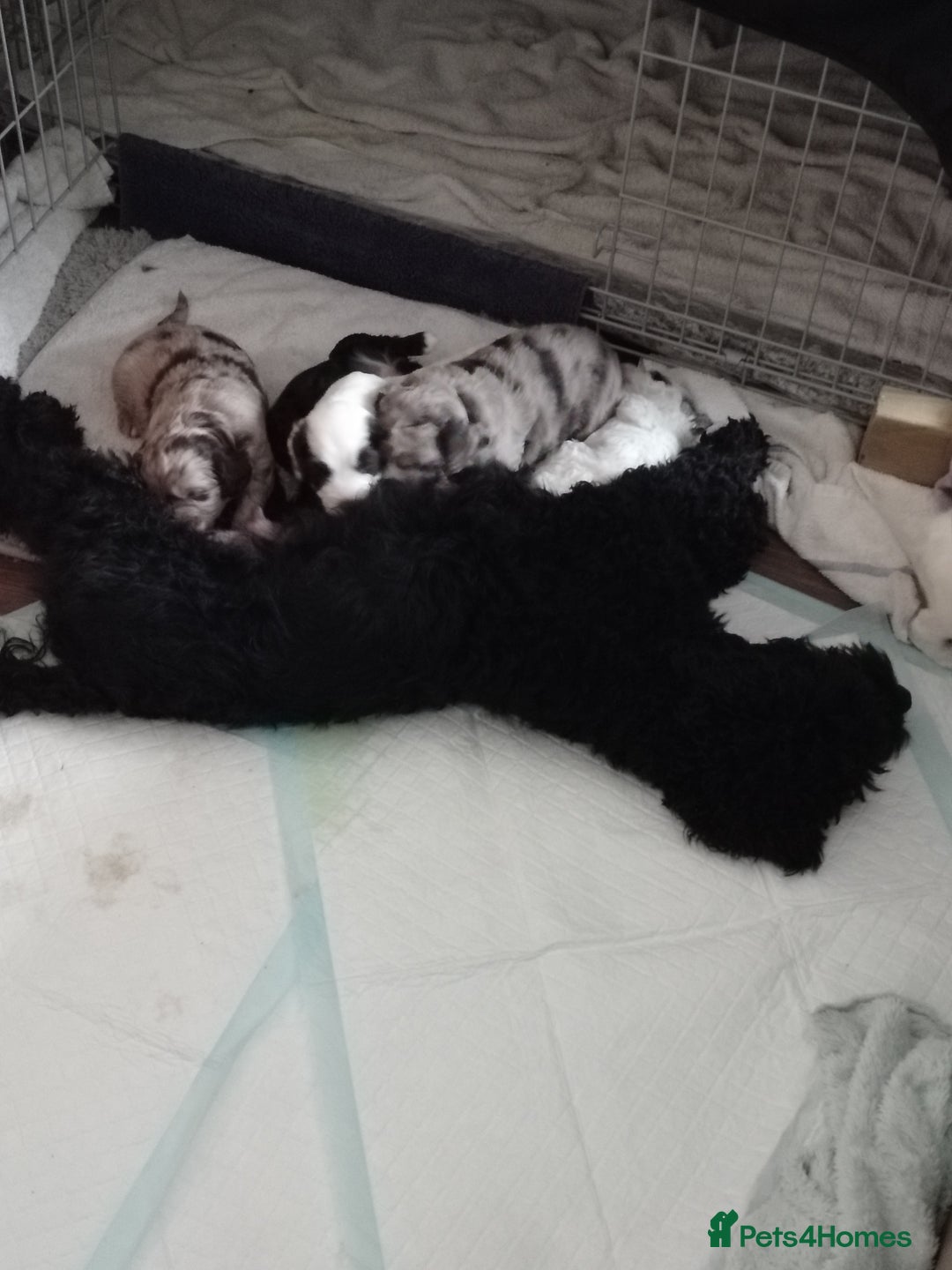 Cockapoo dogs for sale: Cockapoo puppies  - Advert 5