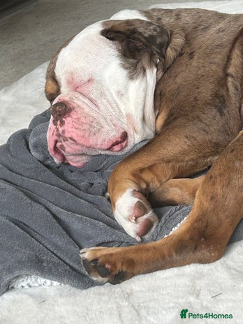 Olde English Bulldogge dogs - Advert 2