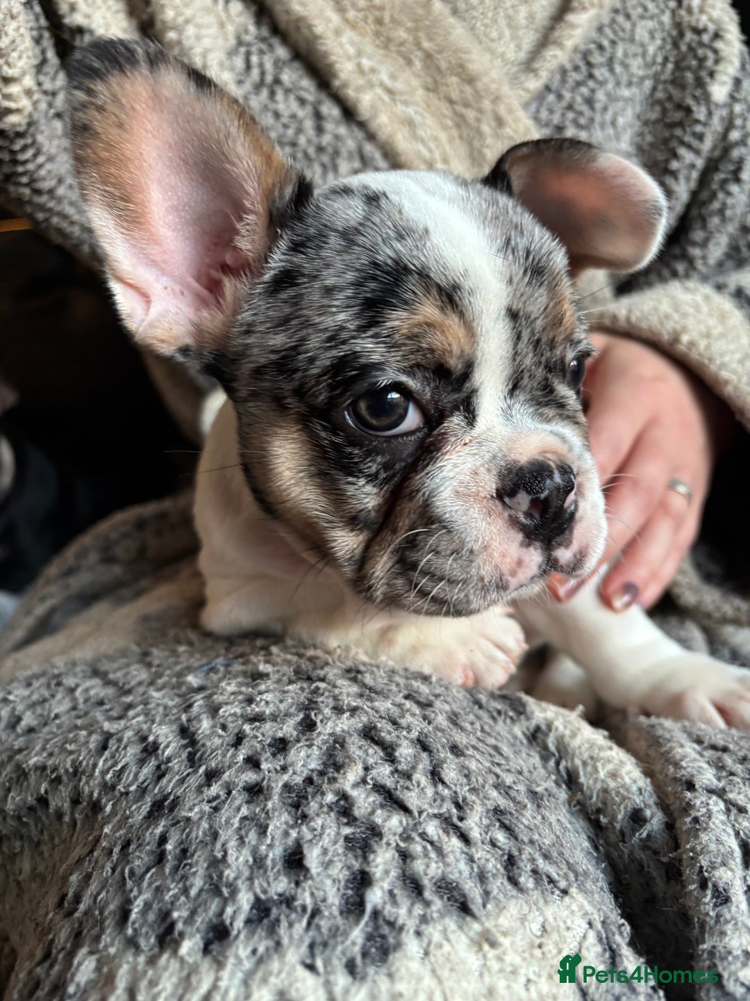French Bulldog dogs for sale: (Price Reduced, 2 left) French Bulldog Puppies - Advert 28