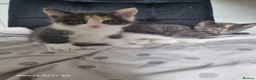 British Longhair cats for sale: Kittens for sale - Advert 3