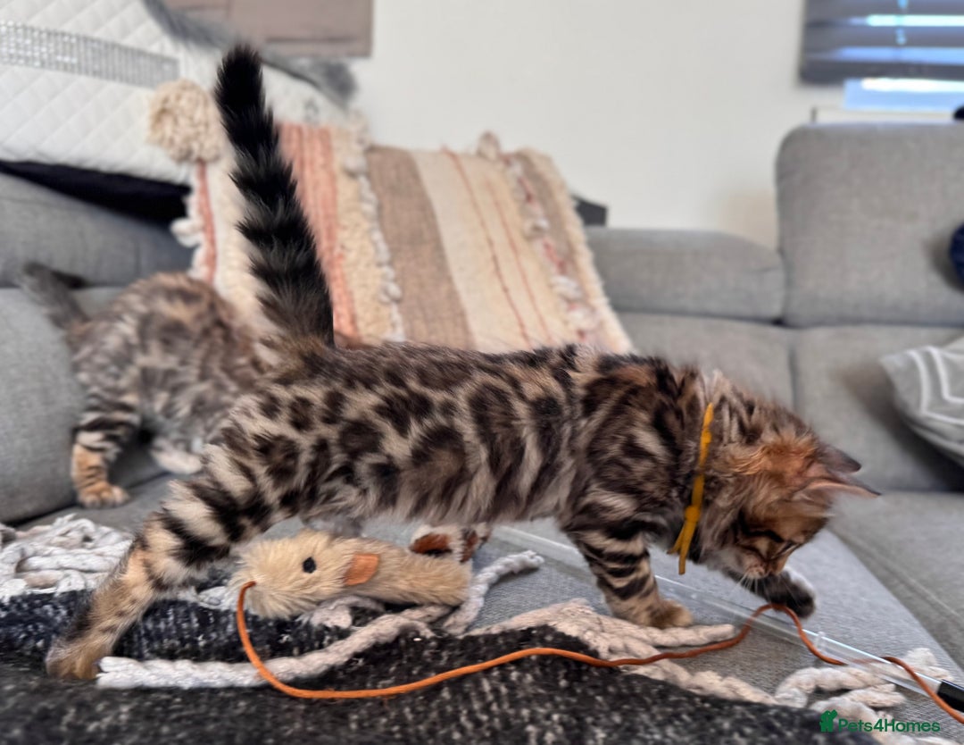 Bengal cats for sale: 💎Cashmere Bengal kittens (Bengal- Longhair) 💎 - Image 14