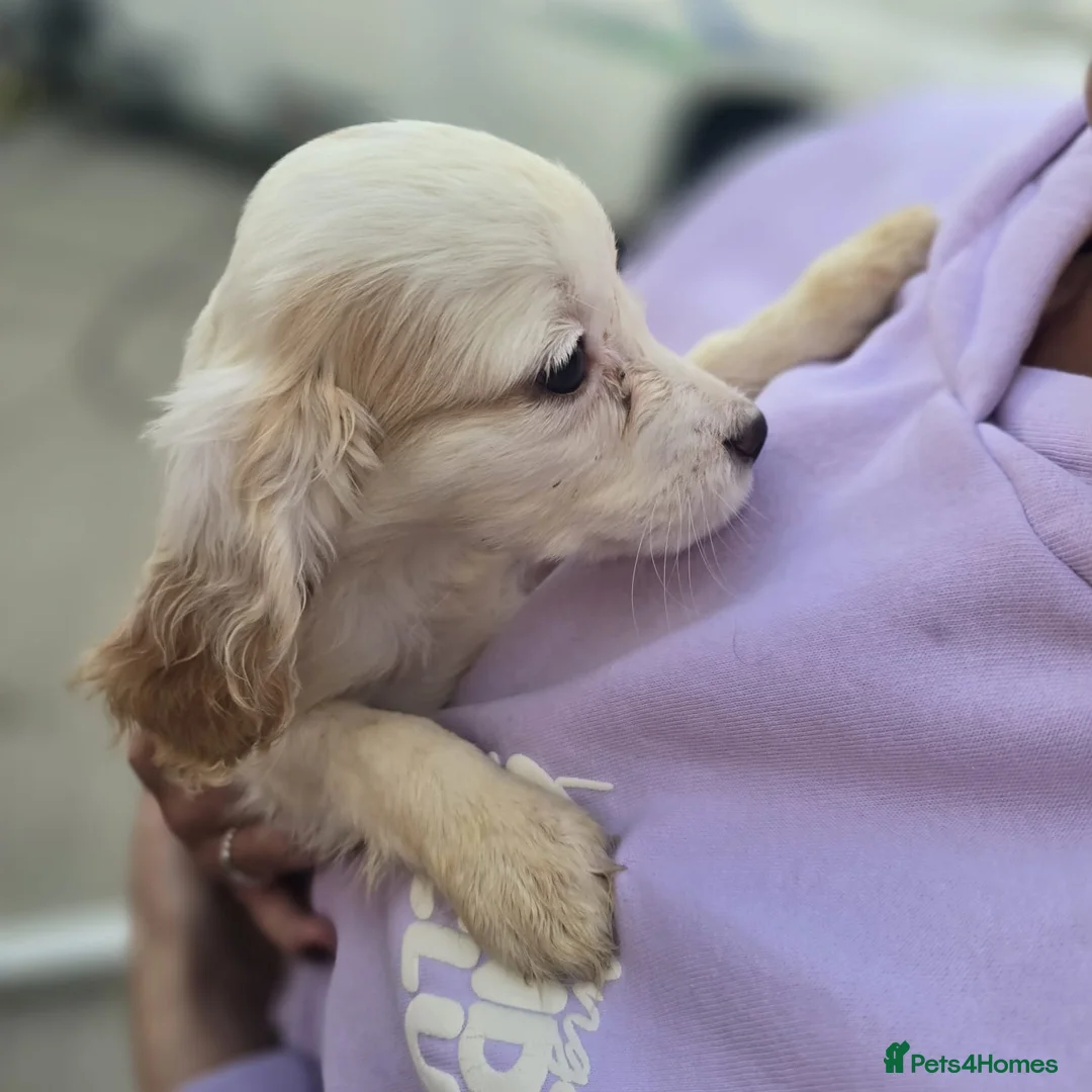 Cocker Spaniel dogs for sale: Beautiful Cocker Spaniels ready for new homes. - Advert 2