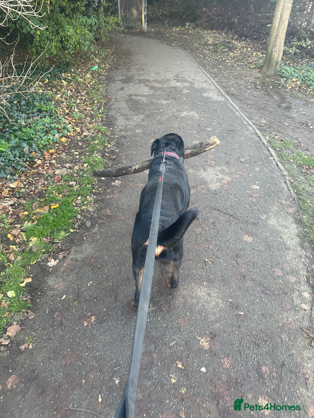 Rottweiler dogs for sale: Rottweiler needs a loving forever home  - Advert 17