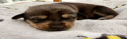 Mixed Breed dogs for sale: 🐾 POMSKY X MINIATURE DACHSHUND PUPPIES  🐾 - Advert 13