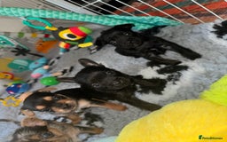Mixed Breed dogs for sale: French yorkie (frorkie) puppies  - Image 19