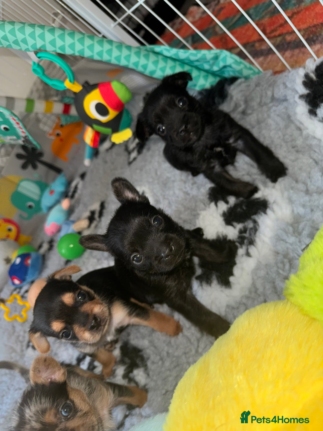 Mixed Breed dogs for sale: French yorkie (frorkie) puppies  - Image 19