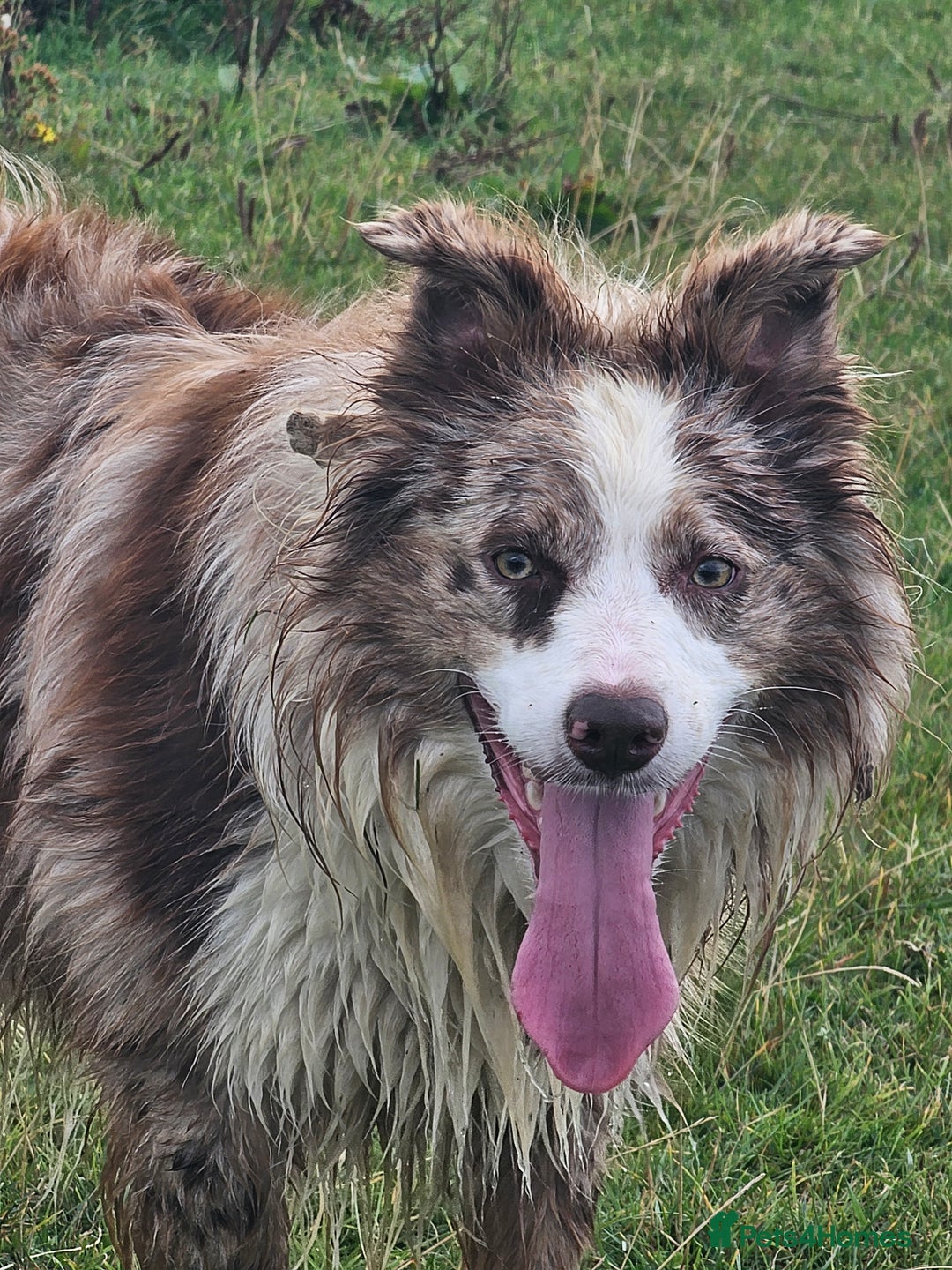 Border Collie dogs for sale: Red white border collie puppies - Advert 17