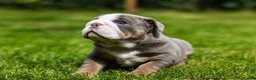 English Bulldog dogs for sale: English Bulldog Puppies  - Advert 7