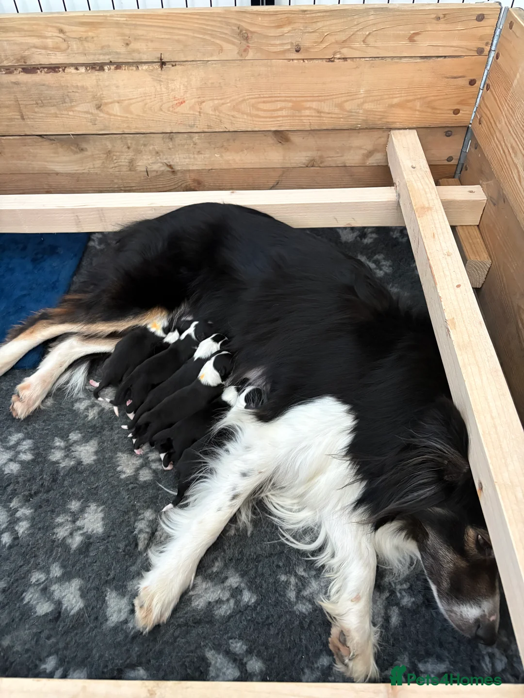 Border Collie dogs for stud: proven border collie at stud - Advert 2