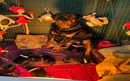 Rottweiler dogs for sale: Rottweiler puppies  - Image 2