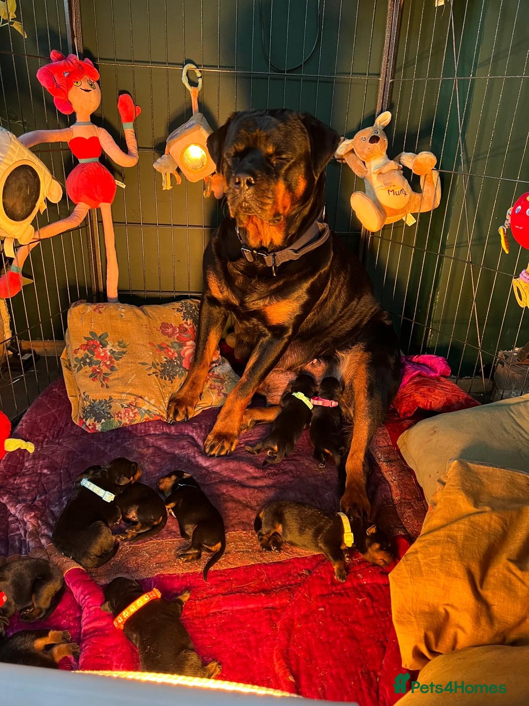 Rottweiler dogs for sale: Rottweiler puppies  - Image 2