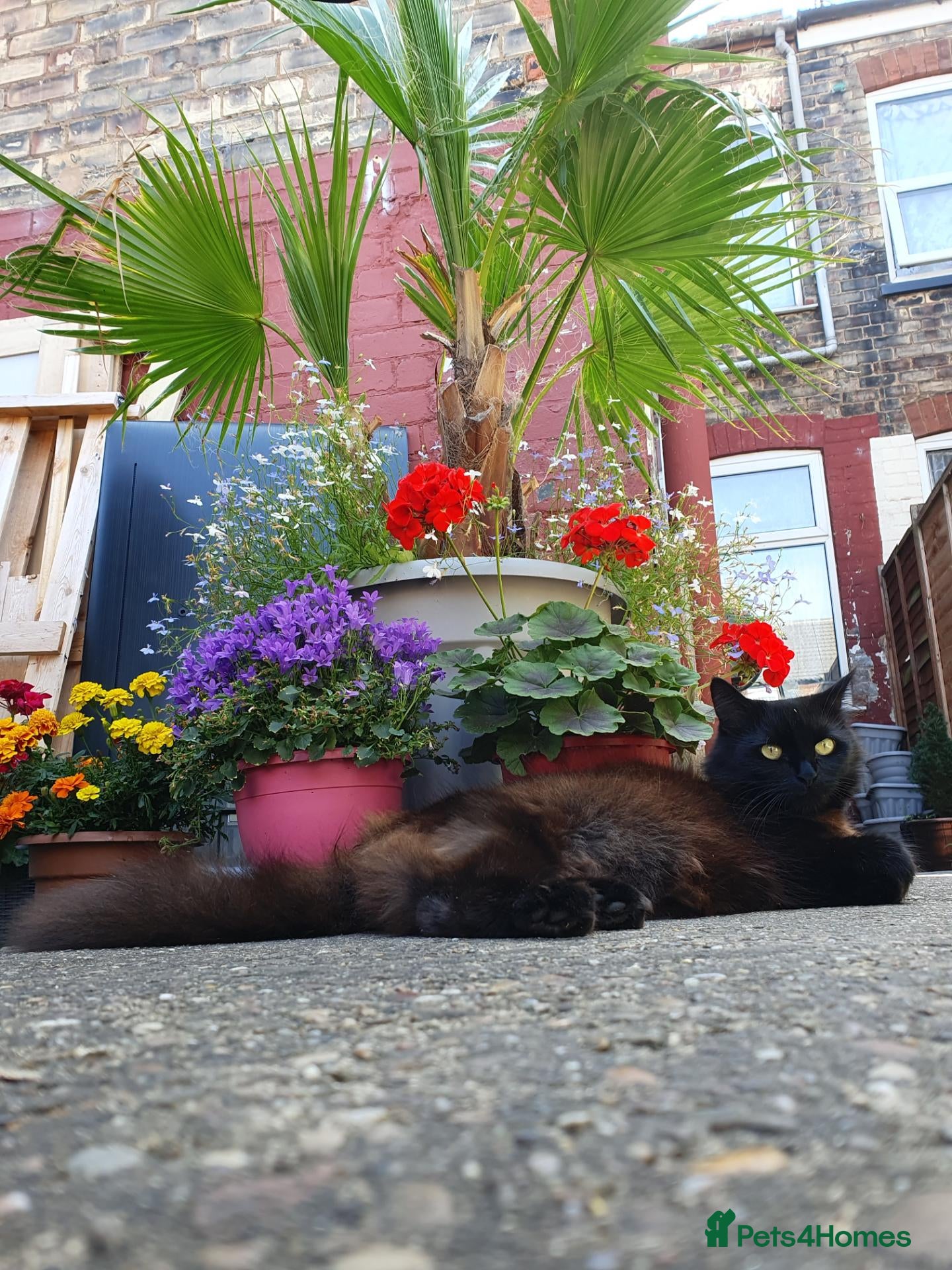 Mixed Breed cats Ms Svetlana - Advert 1