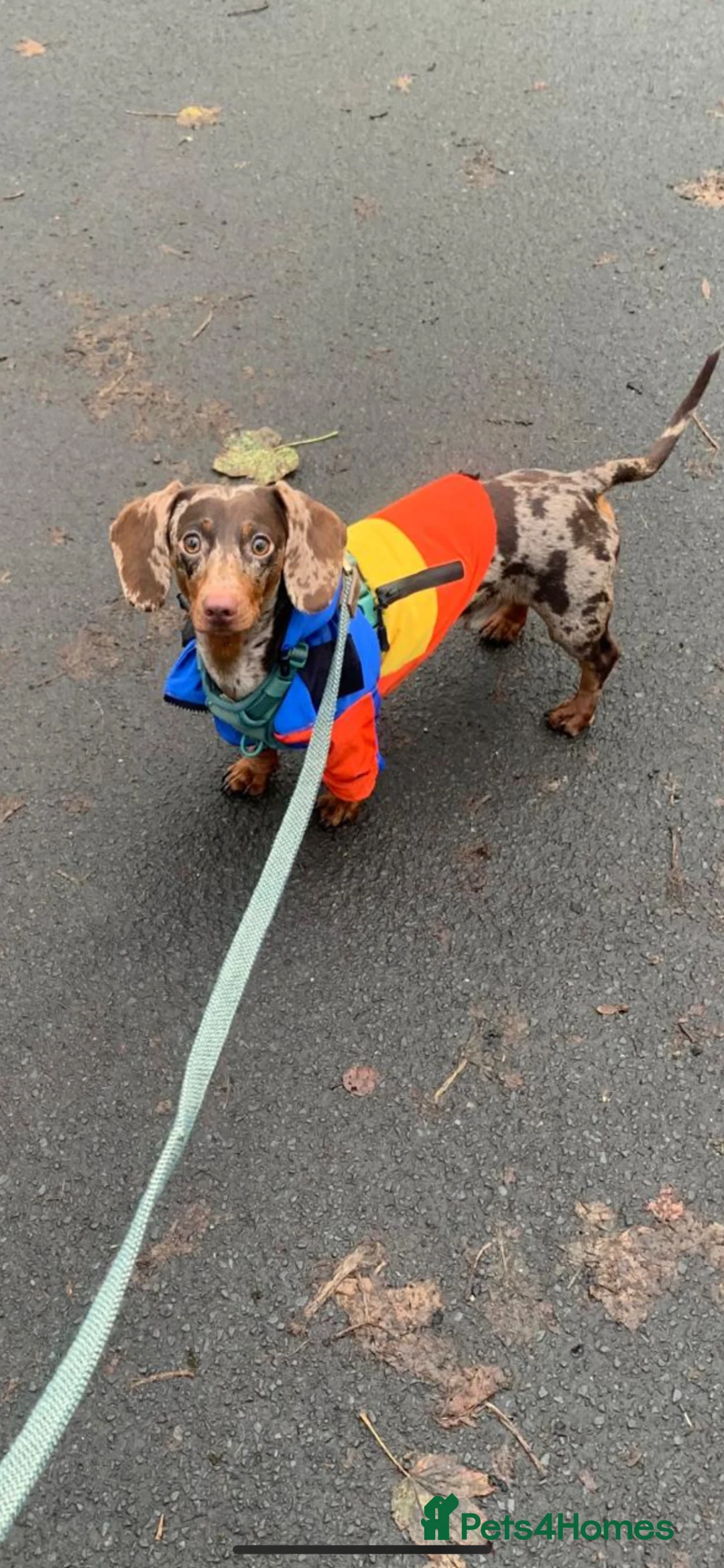 Dachshund dogs for stud: Male dapple dachshund  in Liverpool - Advert 1