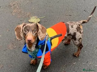 Dachshund dogs Male dapple dachshund - Advert 1