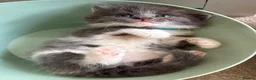British Shorthair cats for sale: 2 beautiful British shorthair kittens for sale in Welwyn Garden City - Advert 4