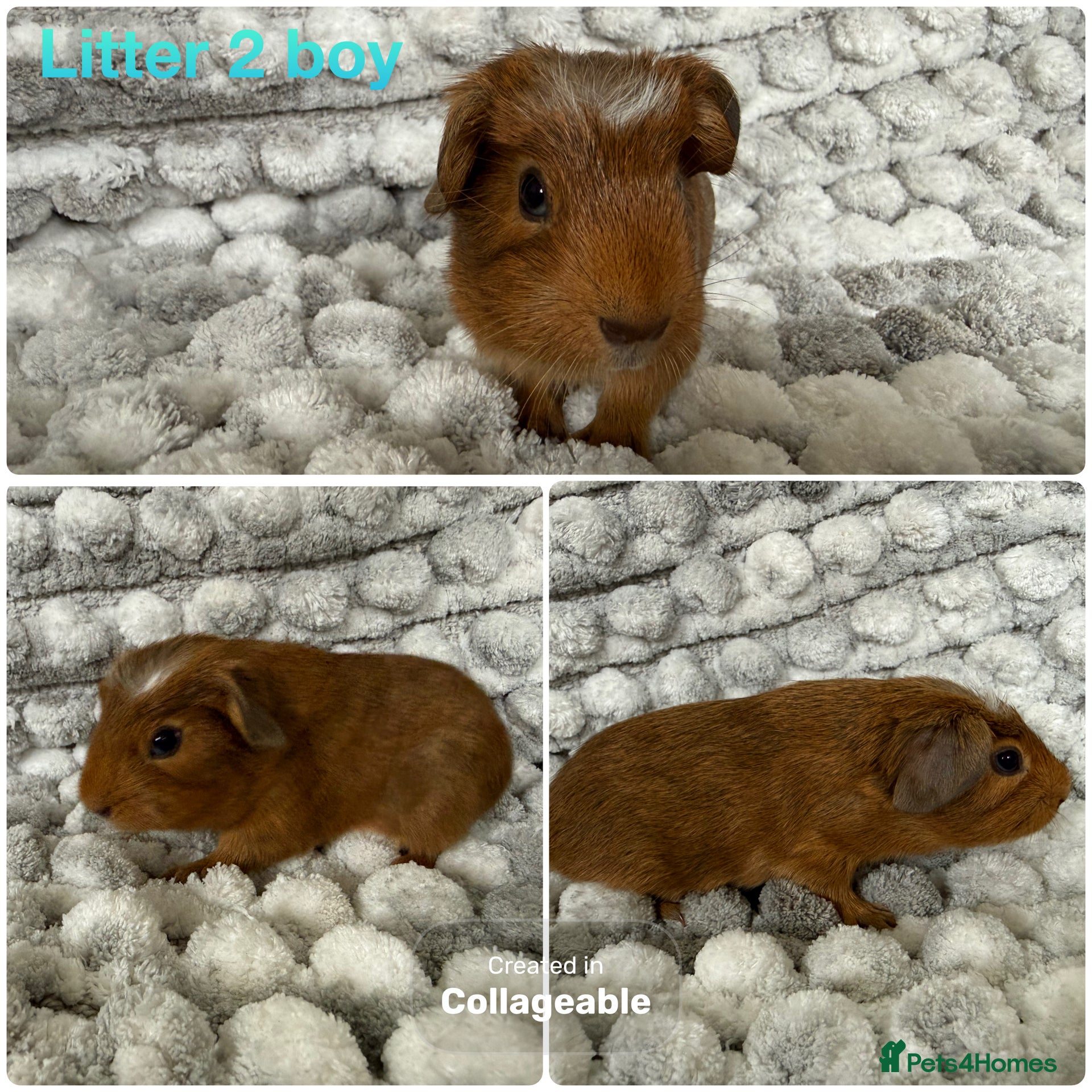Guinea Pig rodents Guinea pig baby’s and adults  - Advert 10
