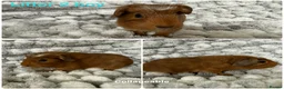 Guinea Pig rodents for sale: Guinea pig baby’s and adults  in Ripley - Advert 5