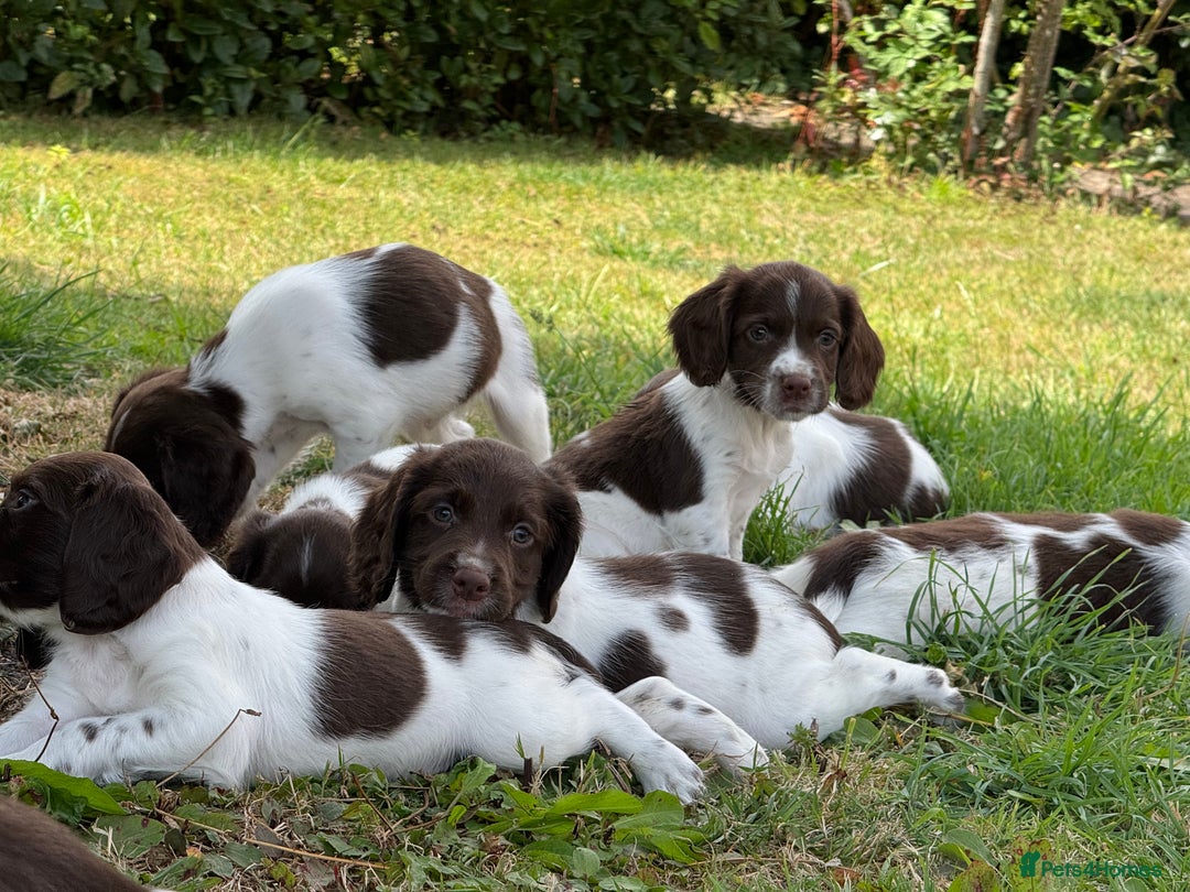 English Springer Spaniel dogs for sale: Lovely Well Bred KC English Springer Spaniels - Image 11