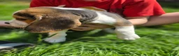 Beagle dogs for sale: Beagle puppies ready for love!! - Advert 17