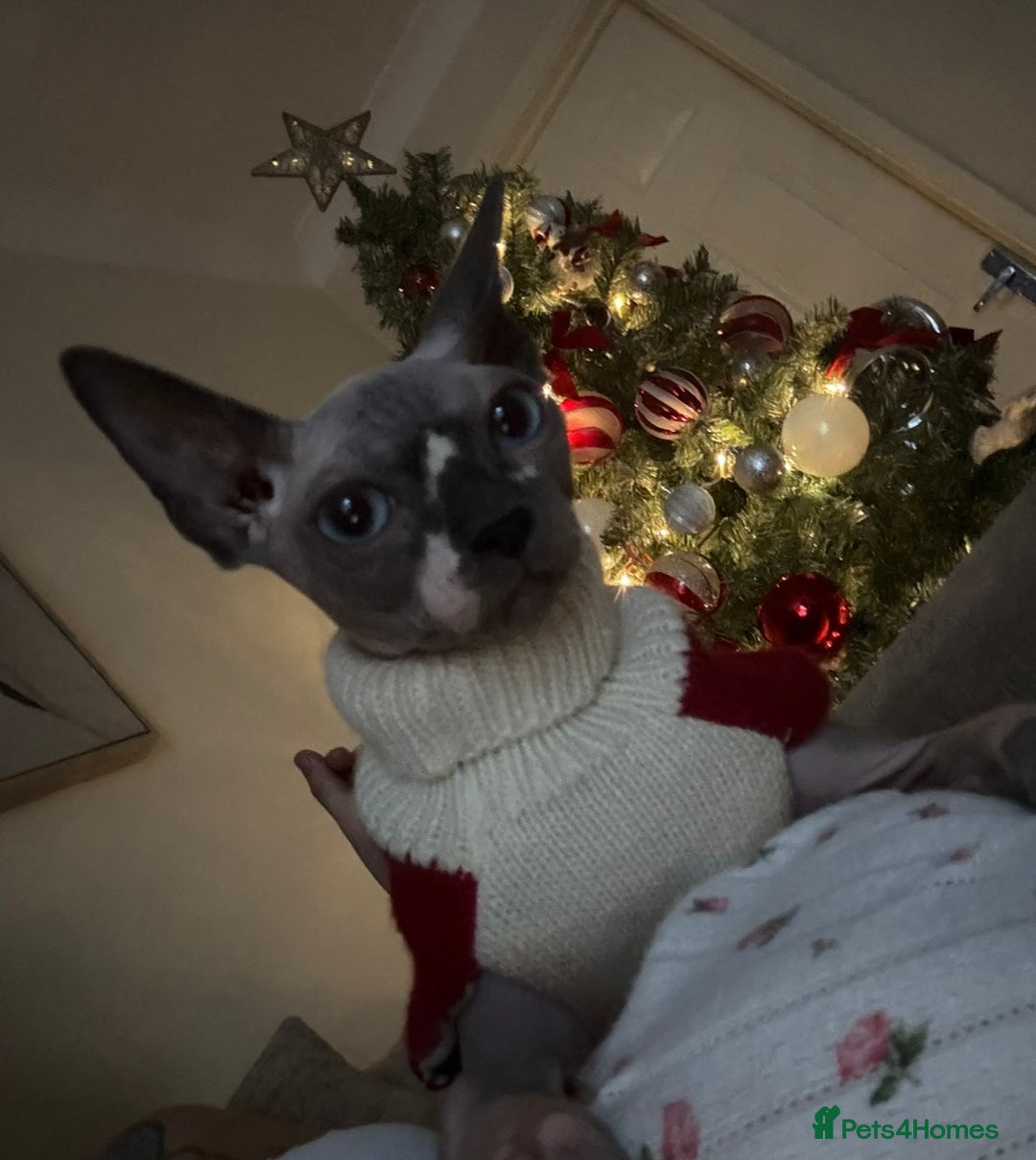Sphynx cats for sale: Canadian Sphynx  - Advert 3