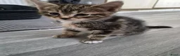 Domestic Shorthair cats for sale: Kitten  - Advert 3