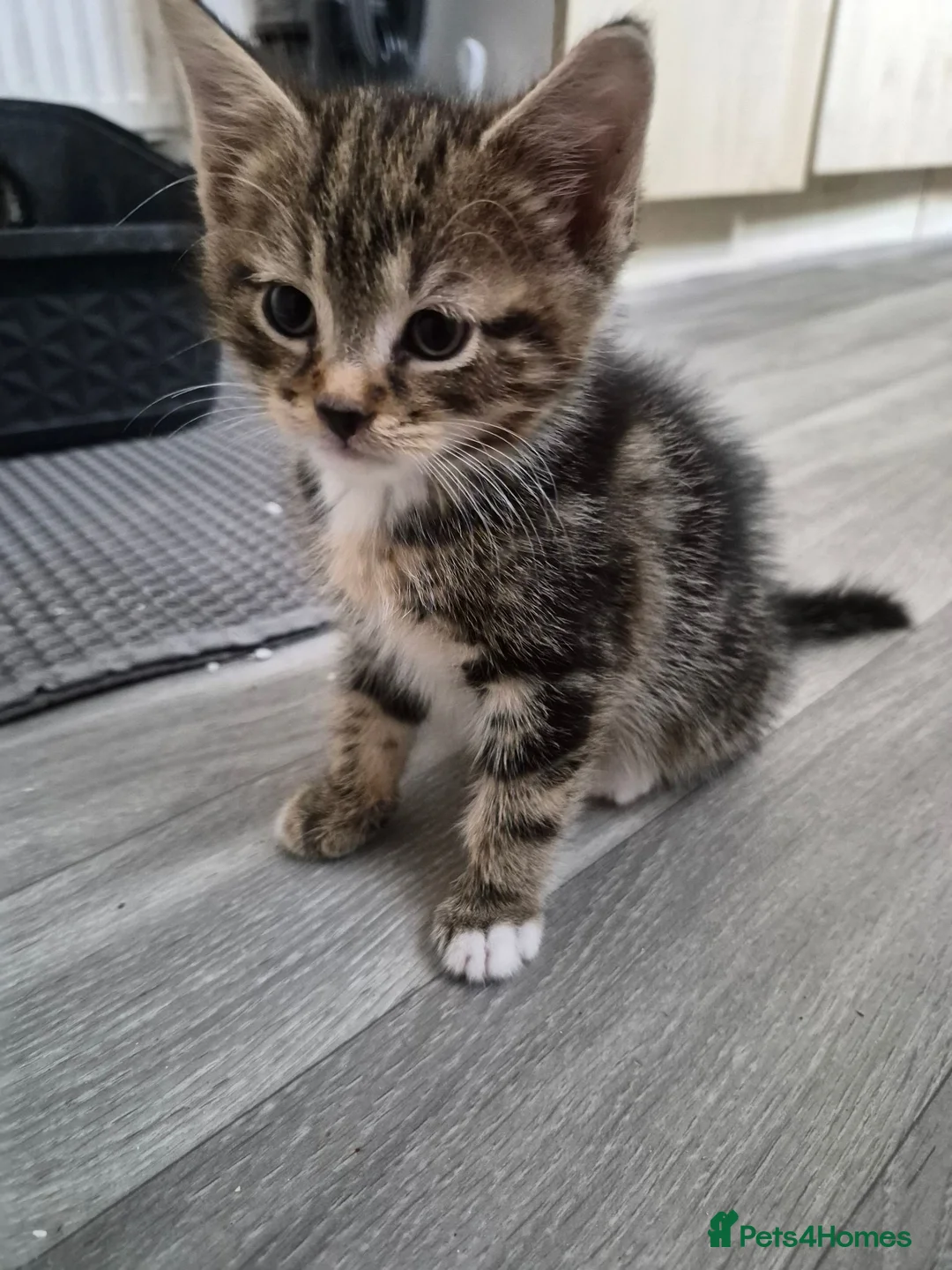 Domestic Shorthair cats for sale: Kitten  - Advert 3