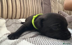 Staffordshire Bull Terrier dogs for sale: 8 Staffordshire Bull Terriers  - Image 16