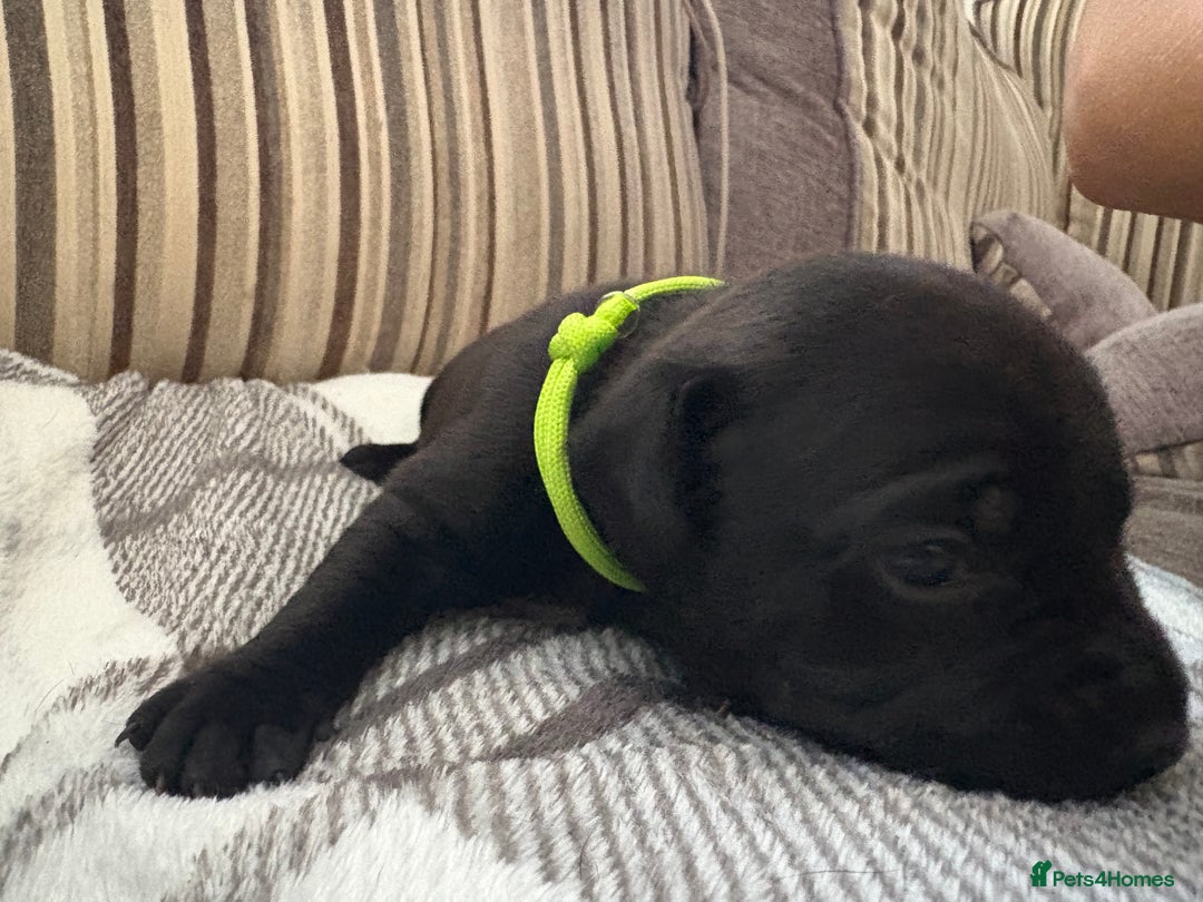 Staffordshire Bull Terrier dogs for sale: 8 Staffordshire Bull Terriers  - Image 16