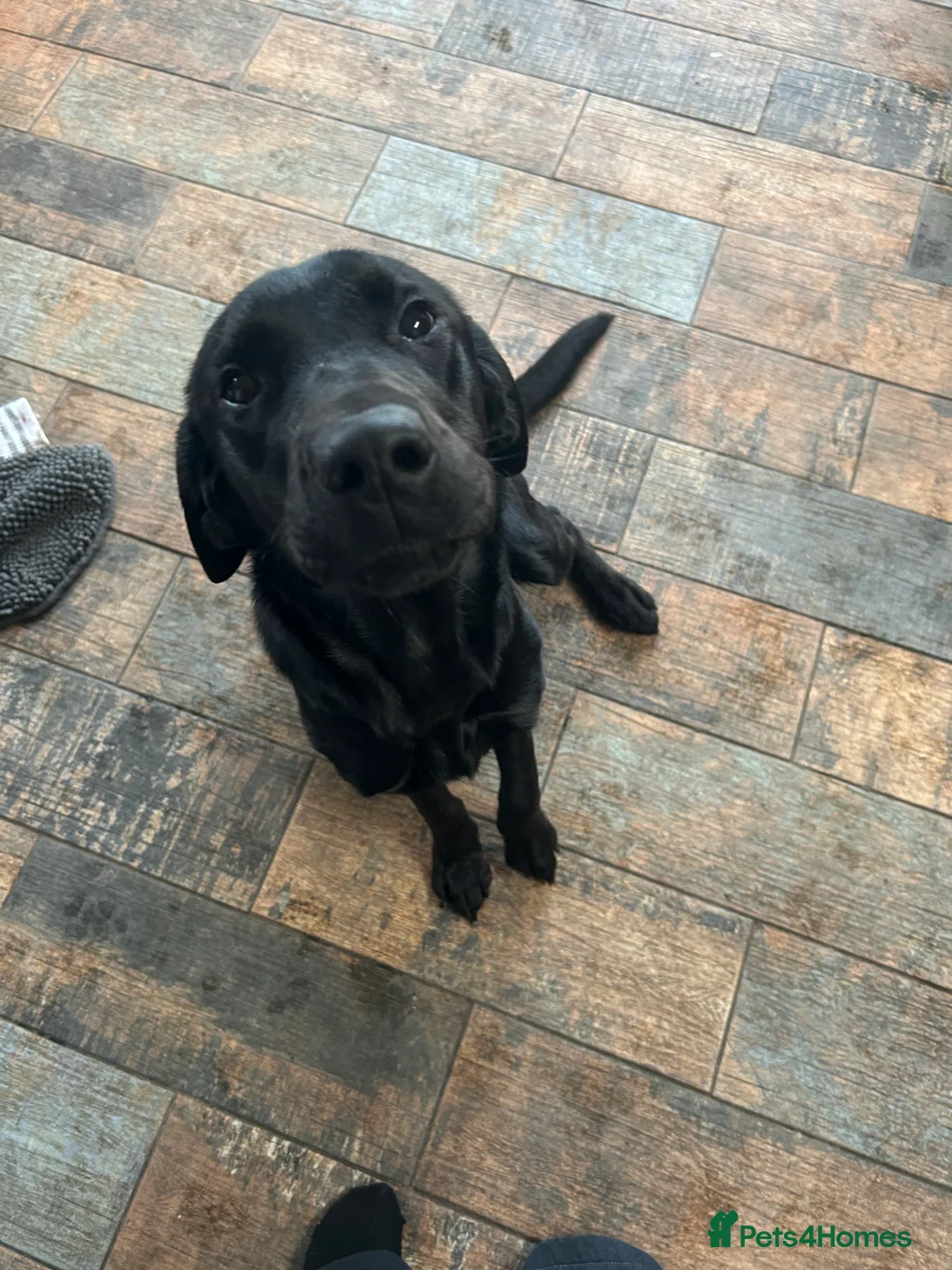 Labrador Retriever dogs for sale: Black lab  - Advert 2