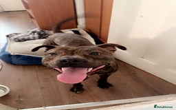 Mixed Breed dogs for sale: Mastiff cross Staffy called Dave🩵 - Image 1