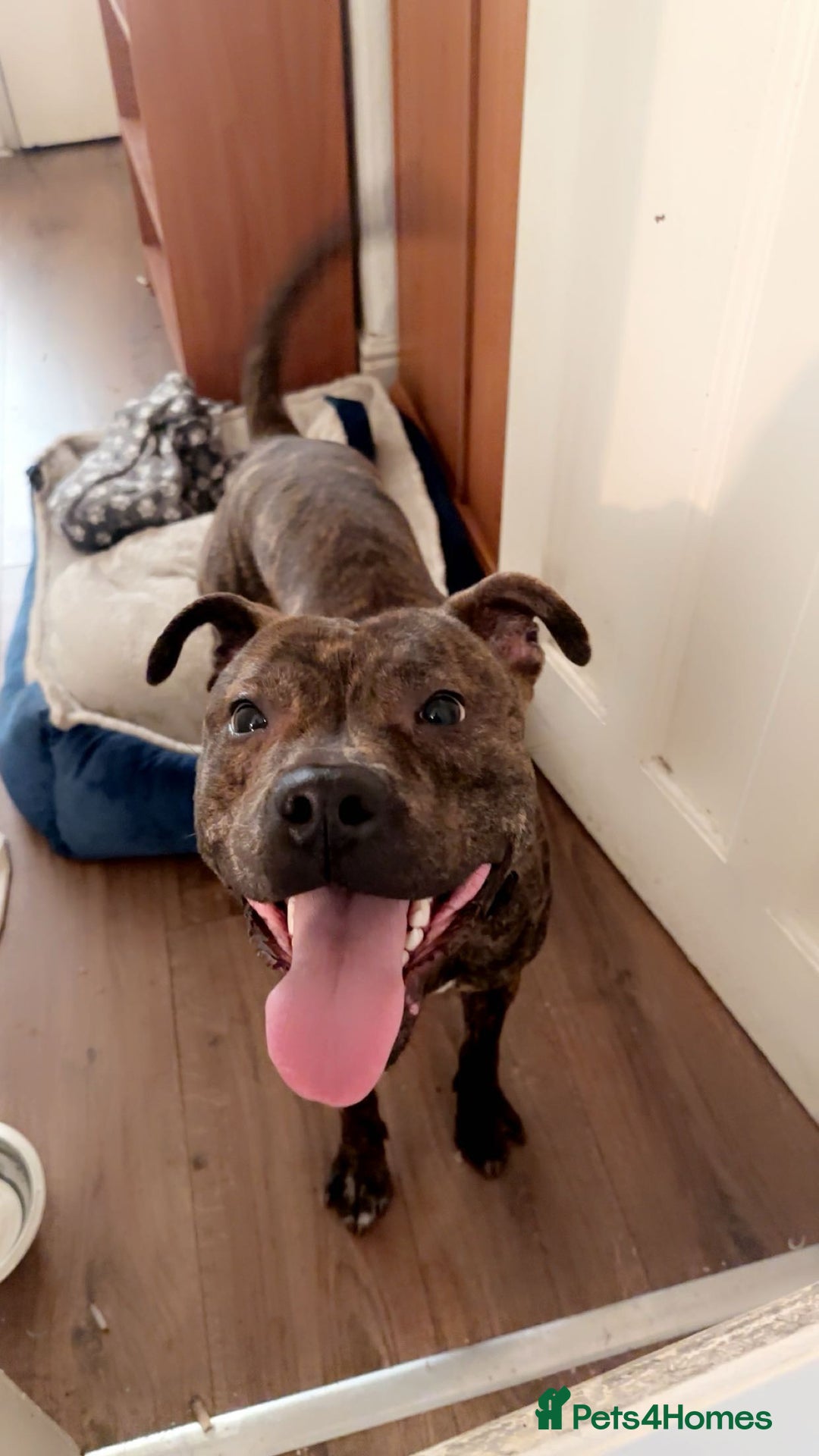 Mixed Breed dogs for sale: Mastiff cross Staffy called Dave🩵 - Image 1