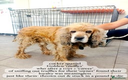 Cocker Spaniel dogs for adoption: Truffles, 10+ yrs. Available for adoption. - Image 7