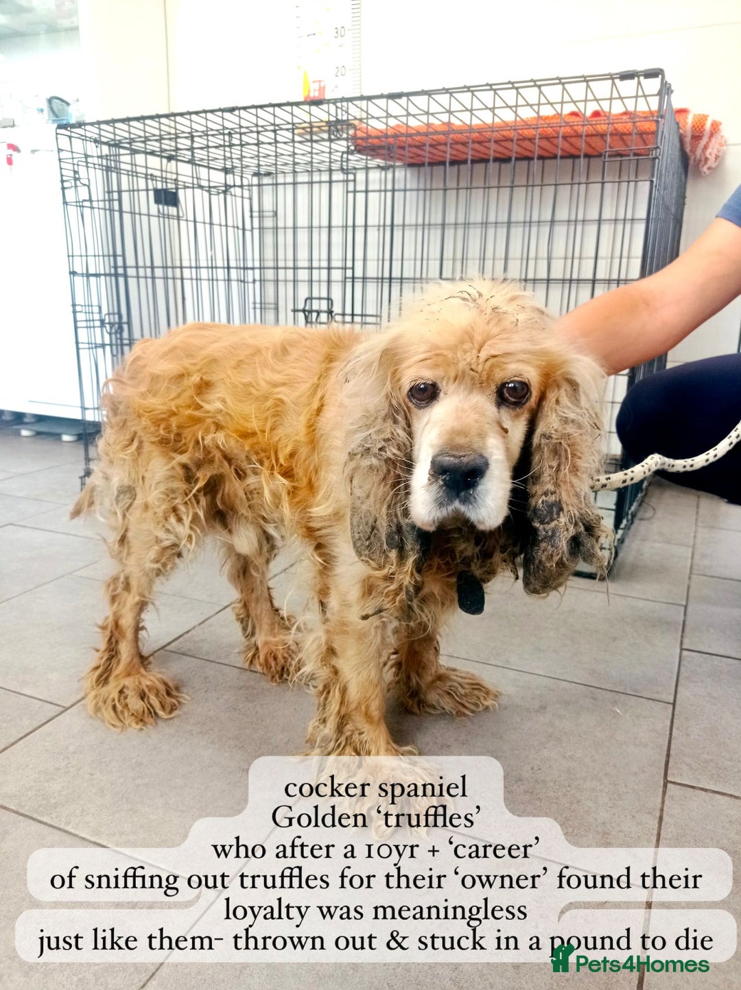 Cocker Spaniel dogs for adoption: Truffles, 10+ yrs. Available for adoption. - Image 7
